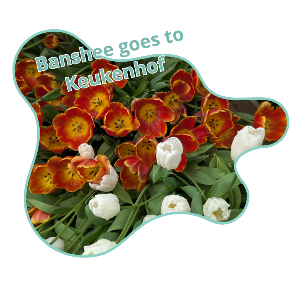 Banshee goes to Keukenhof (picture of tulips)